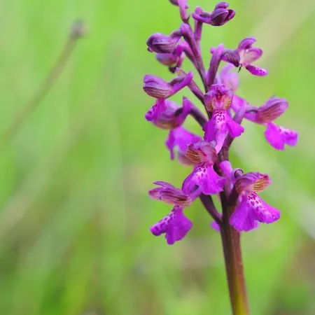 לינה וארוחת בוקר Coppadicuocobb 4*